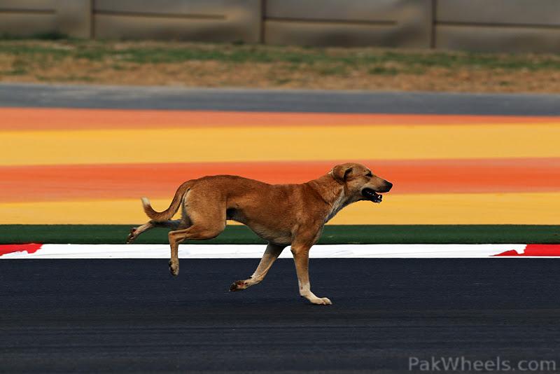 http://cache.pakwheels.com/forums/2010/attachments/Wheels-Fan-Clubs/318541--Formula-1---Season-2011-dogs-on-the-track-1-ind11.jpg